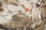 Petrified Wood (Beech) Round - Deschutes River, Oregon #219323-1